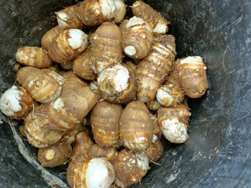 优质高山芋子500亩基地一手货源产地直供实力代办货源充足
