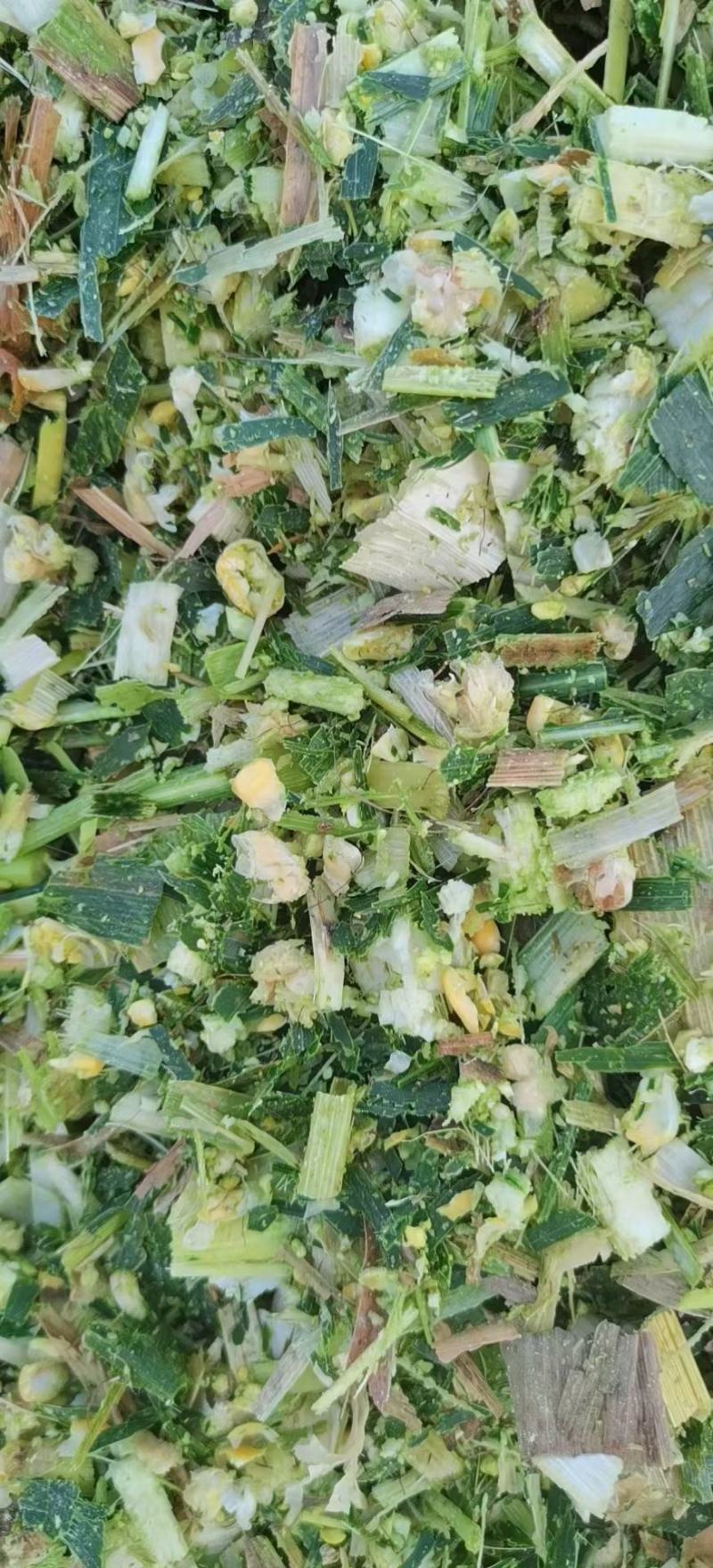 玉米青储饲料