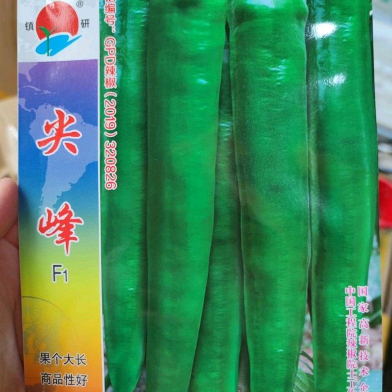 尖峰椒w辣椒种子，1000粒