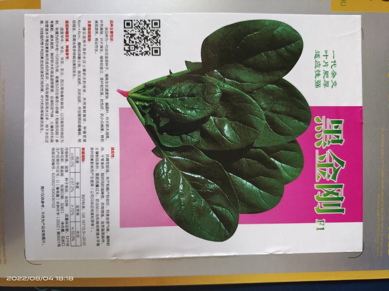 菠菜种子大黑圆叶耐寒菠菜种子抗病性强