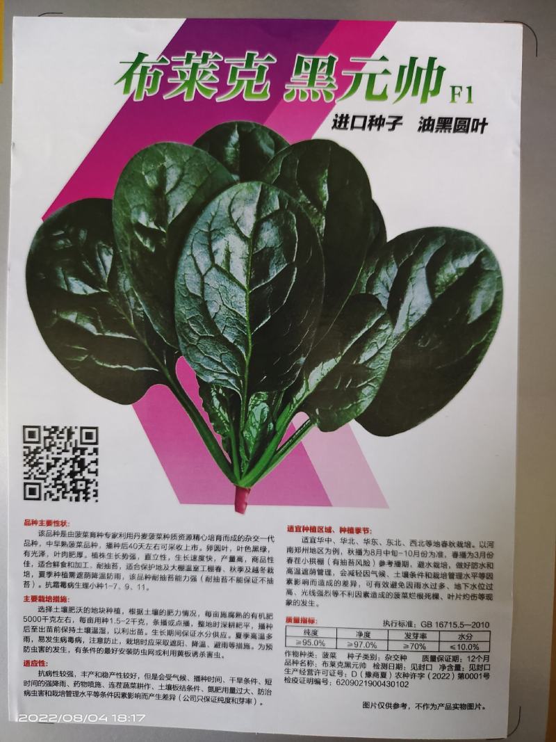 菠菜种子大黑圆叶耐寒菠菜种子抗病性强