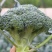 西兰花苗炎秀西兰花苗绿翡翠西兰花苗格福西兰花苗包回收