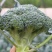西兰花苗炎秀西兰花苗绿翡翠西兰花苗格福西兰花苗包回收