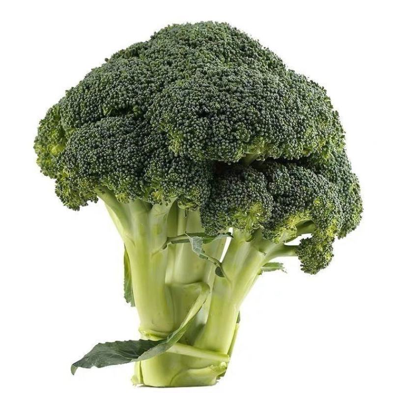 西兰花苗炎秀西兰花苗绿翡翠西兰花苗格福西兰花苗包回收