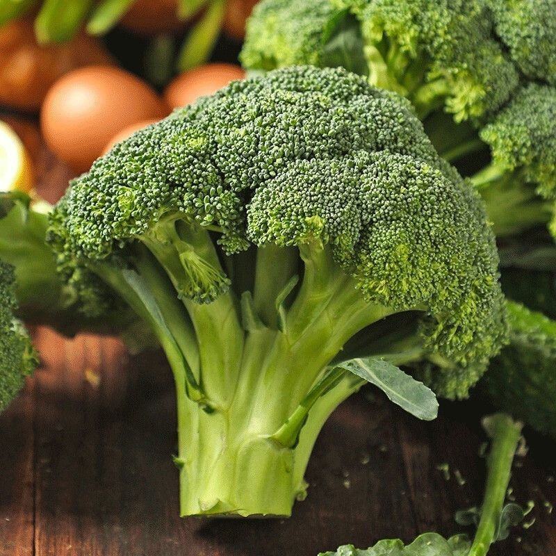 西兰花苗炎秀西兰花苗绿翡翠西兰花苗格福西兰花苗包回收