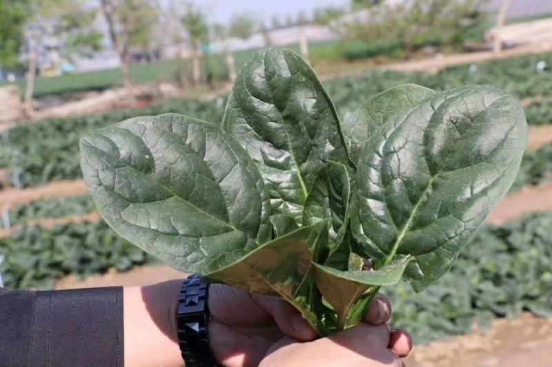 菠菜种子大黑圆叶耐寒菠菜种子抗病性强