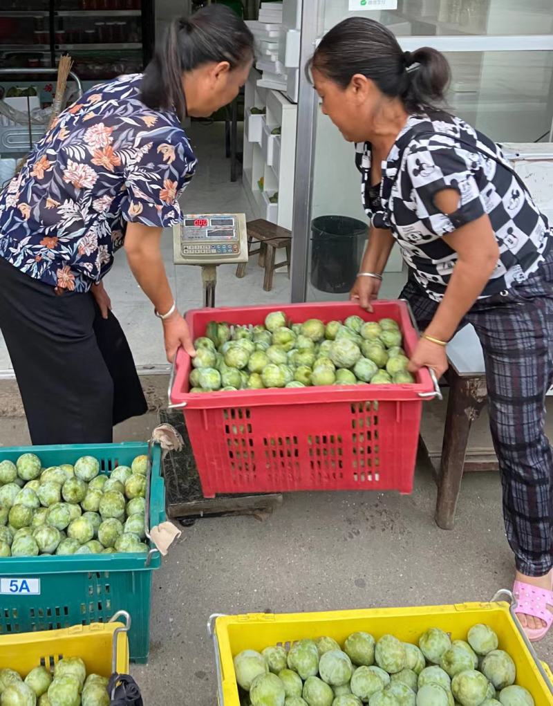湖南靖州奈李产区直销一手货源7月开釆啦！个头均称，味甜。