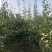优质酥梨