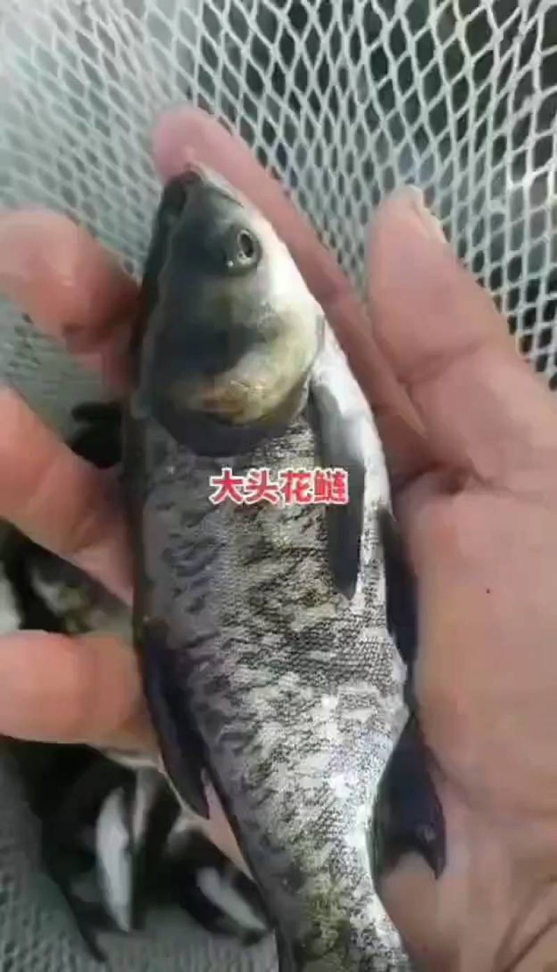 花鲢鱼鱼苗大小规格齐全送货上门抗病毒存活率保