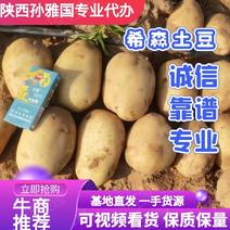 【精品】陕西希森土豆量大从优保质保量提供一条龙服务