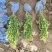 定州-大叶黄杨冬青大叶黄杨球冬青球大量供应