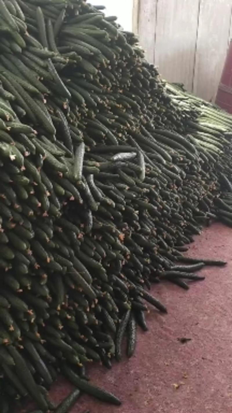 沂南精品黄瓜交易批发市场，一级瓜，二级瓜，统货，欢迎致电