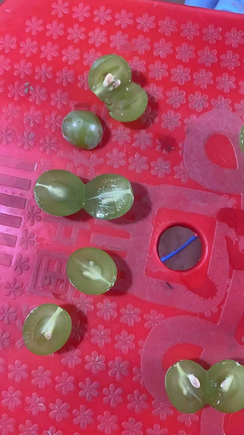 河北唐山乐亭精品巨峰葡萄口感甜枝子绿耐运量大从优
