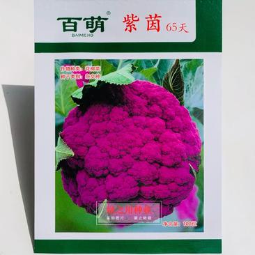 紫茵65天花椰菜种子半松型花菜种子富含花青素口感脆嫩