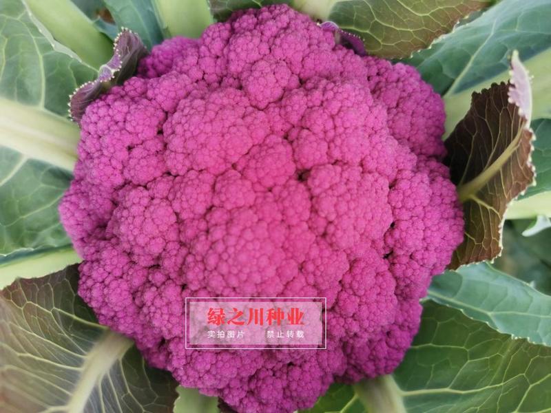 紫茵65天花椰菜种子半松型花菜种子富含花青素口感脆嫩