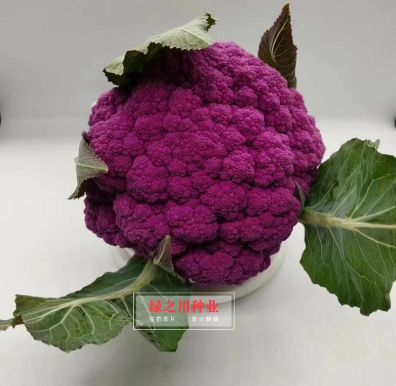 紫茵65天花椰菜种子半松型花菜种子富含花青素口感脆嫩