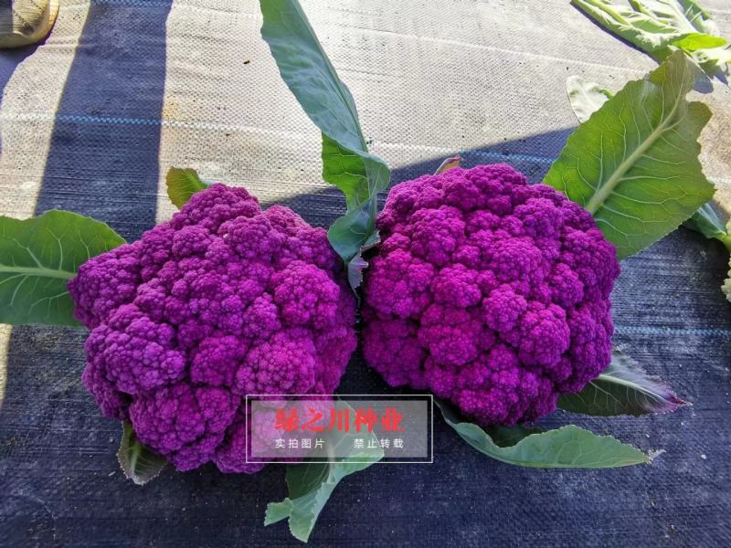 紫茵65天花椰菜种子半松型花菜种子富含花青素口感脆嫩