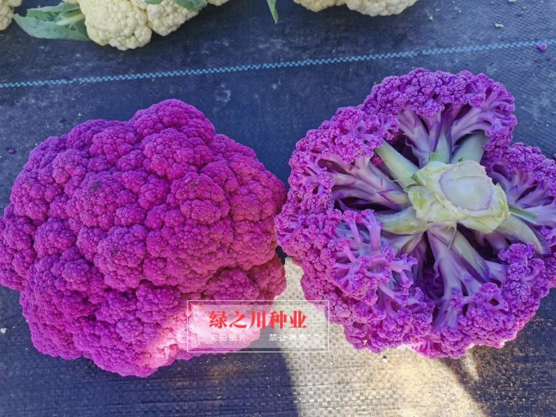 紫茵65天花椰菜种子半松型花菜种子富含花青素口感脆嫩
