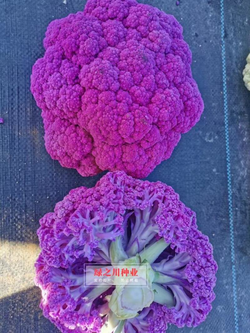 紫茵65天花椰菜种子半松型花菜种子富含花青素口感脆嫩