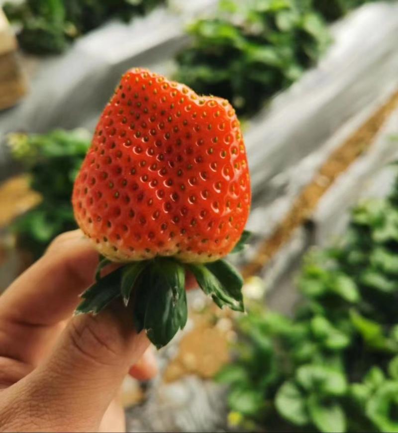 隋珠草莓苗日本香野草莓苗矮壮苗无病虫害无水淹