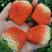 隋珠草莓苗日本香野草莓苗矮壮苗无病虫害无水淹