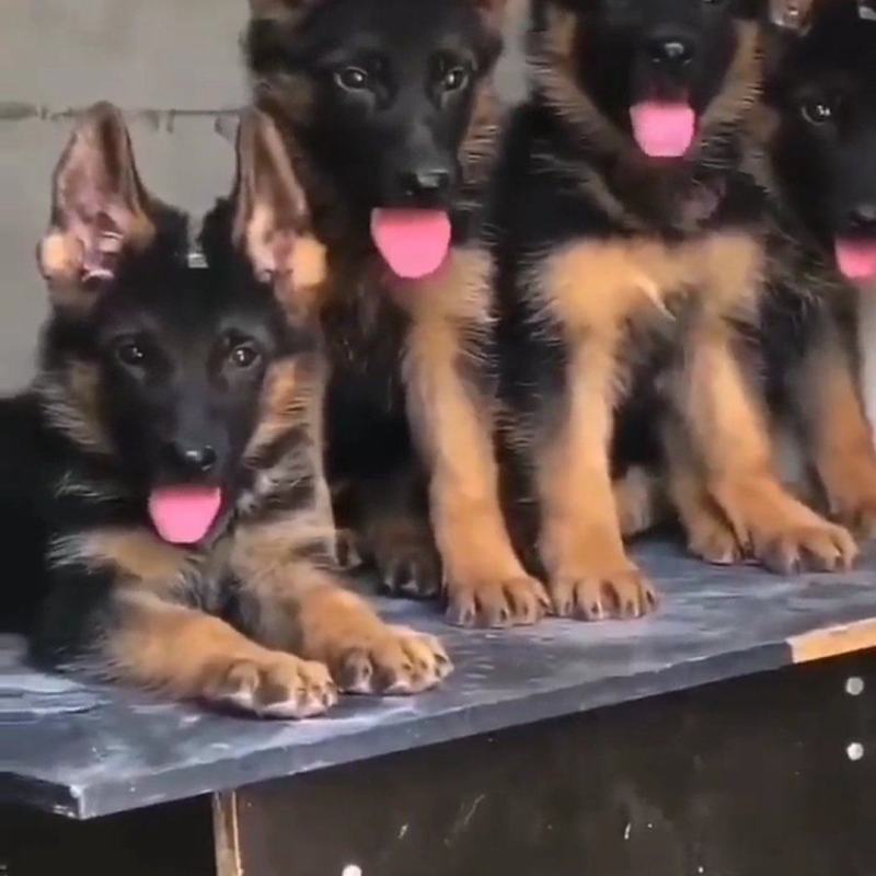 牧羊犬