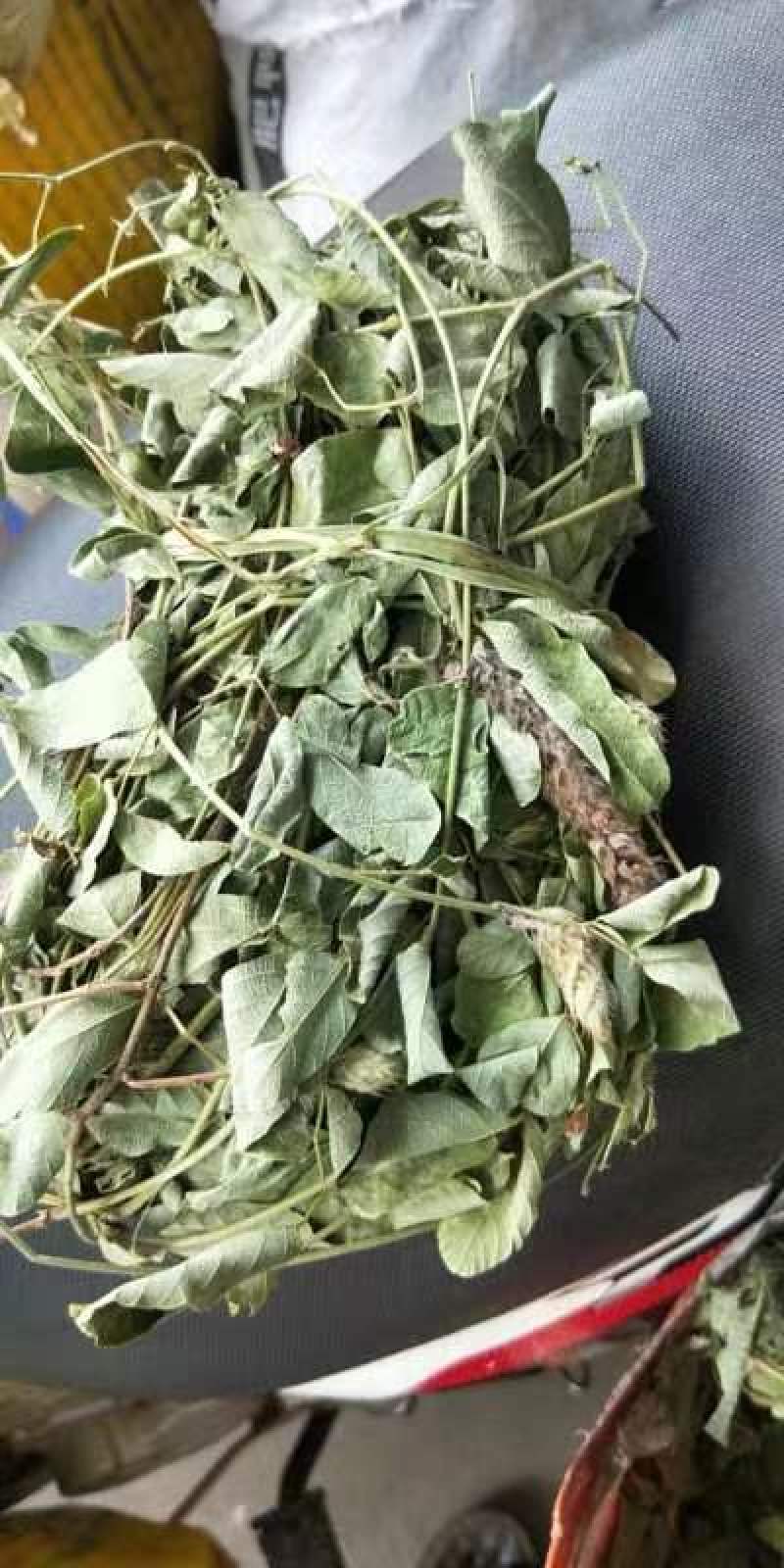 狸尾草