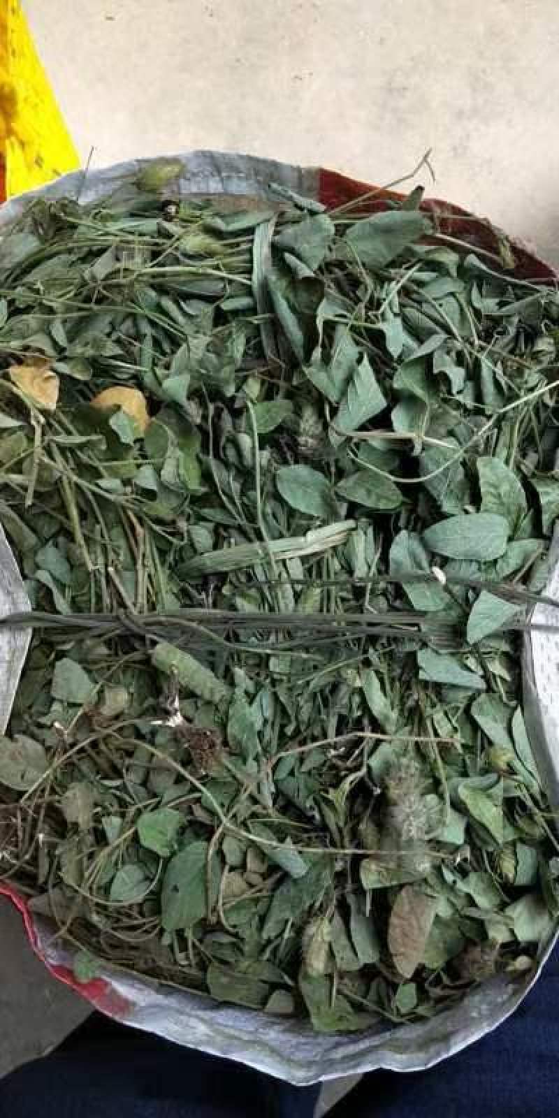狸尾草