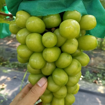 阳光玫瑰