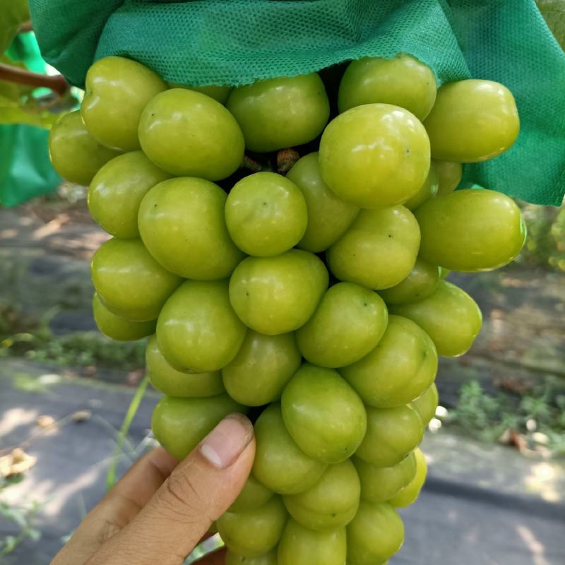 阳光玫瑰