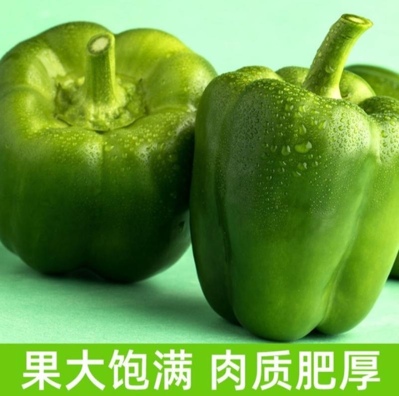 冀鲁豫三省交界菜椒
