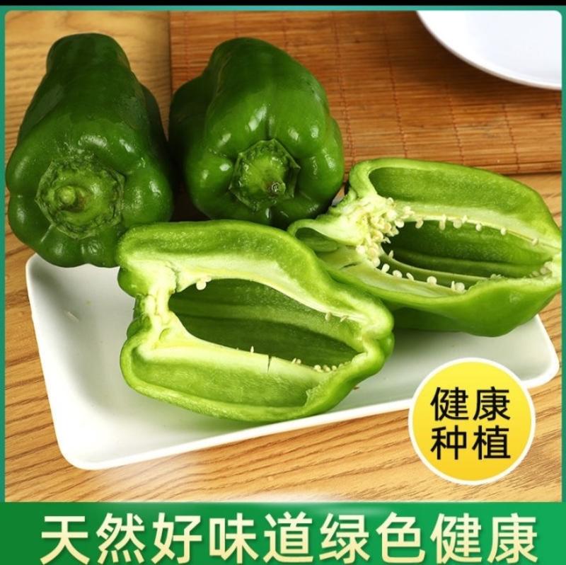 冀鲁豫三省交界菜椒