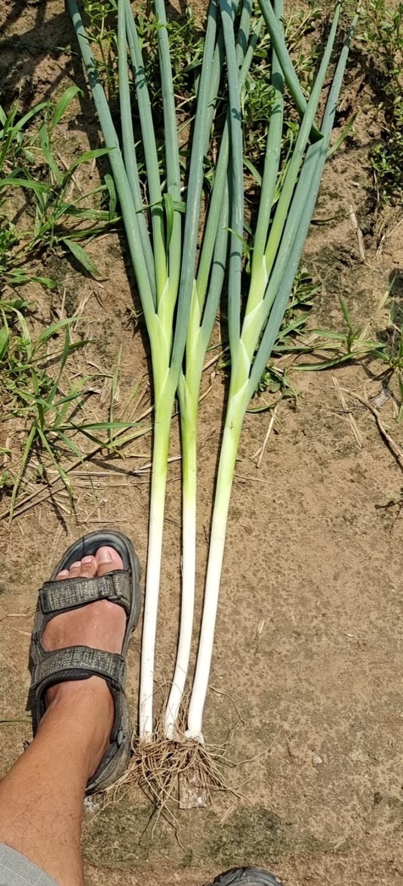 长白大葱，货源充足，常年供货