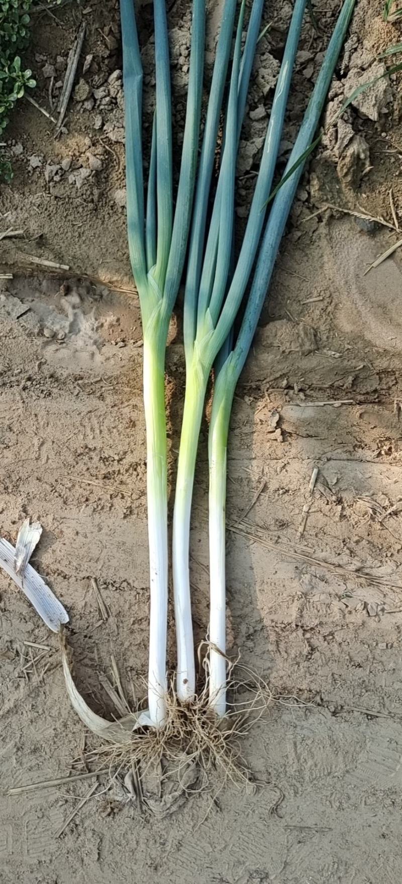 长白大葱，货源充足，常年供货