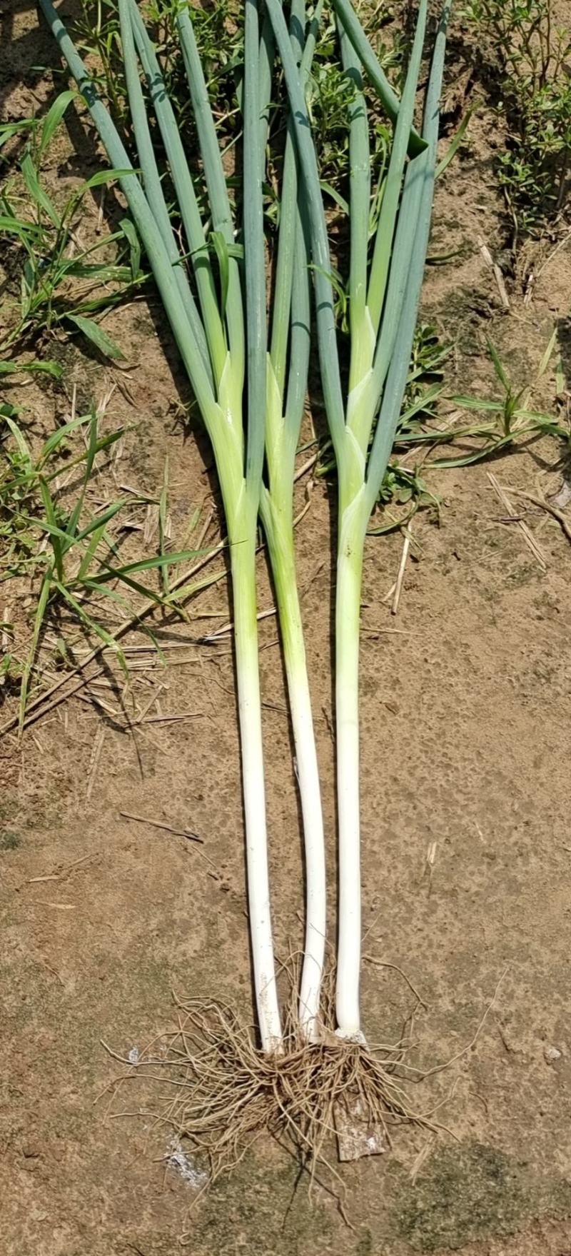 长白大葱，货源充足，常年供货