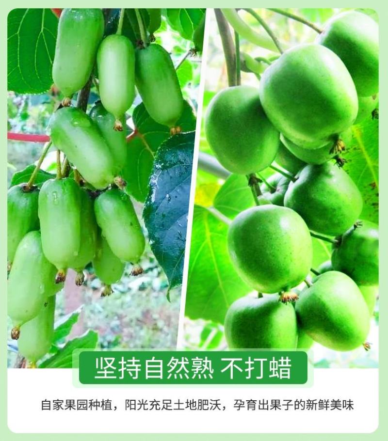 丹东软枣猕猴桃，产地代办，可一件代发，礼盒均可