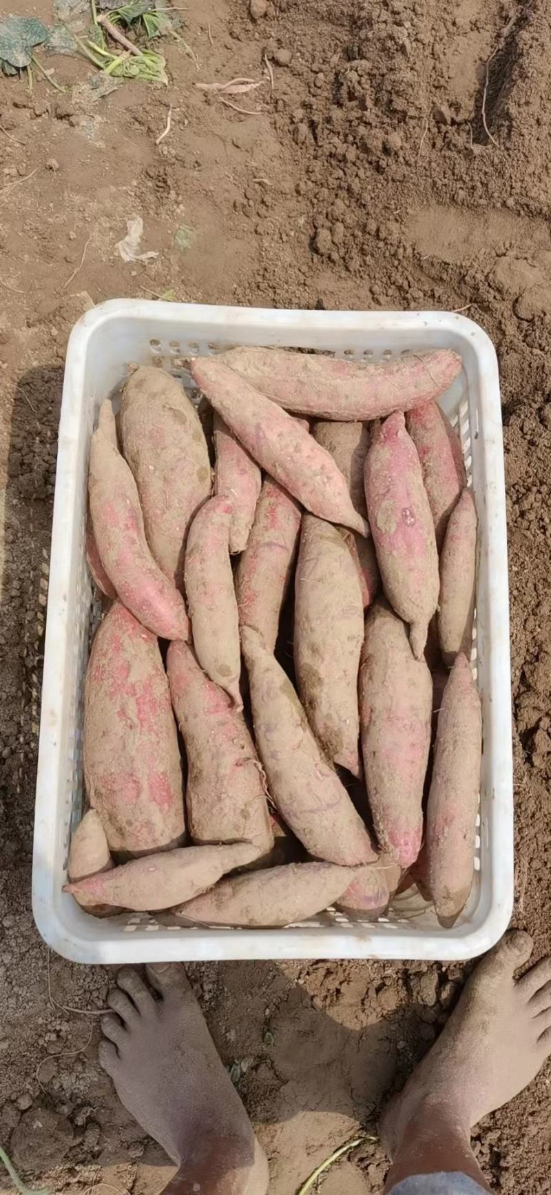 【红薯】河北西瓜红红薯大量供应可视频看货全国发货