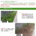 一七锄75.7%草甘膦铵盐柑橘树杂草内吸传导灭生性除草剂
