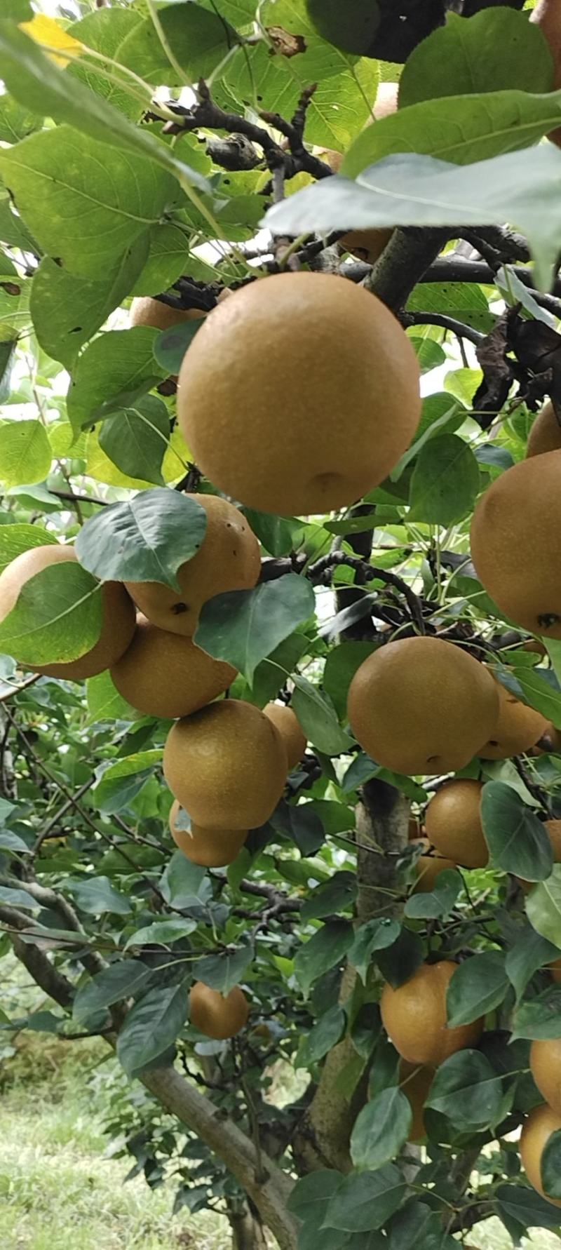 梨