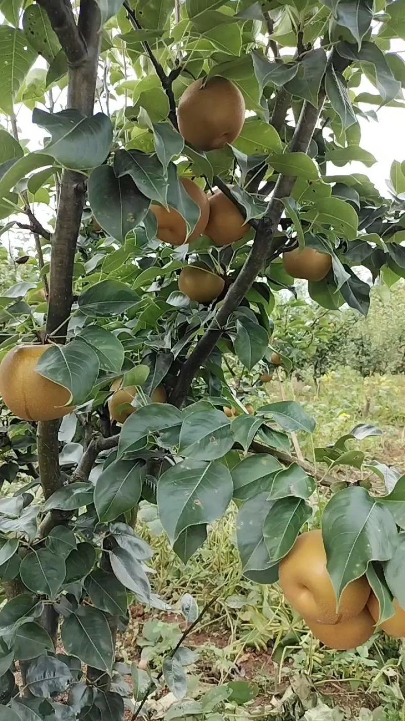 梨