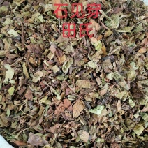 野生石见穿中药材店铺紫参石打穿月下红新鲜干货正品草药