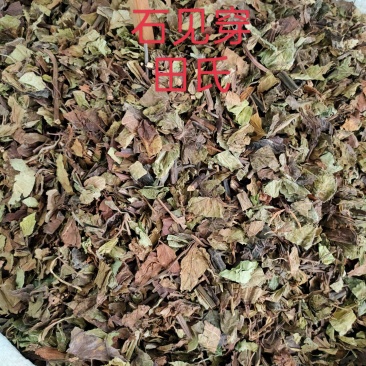 野生石见穿中药材店铺紫参石打穿月下红新鲜干货正品草药
