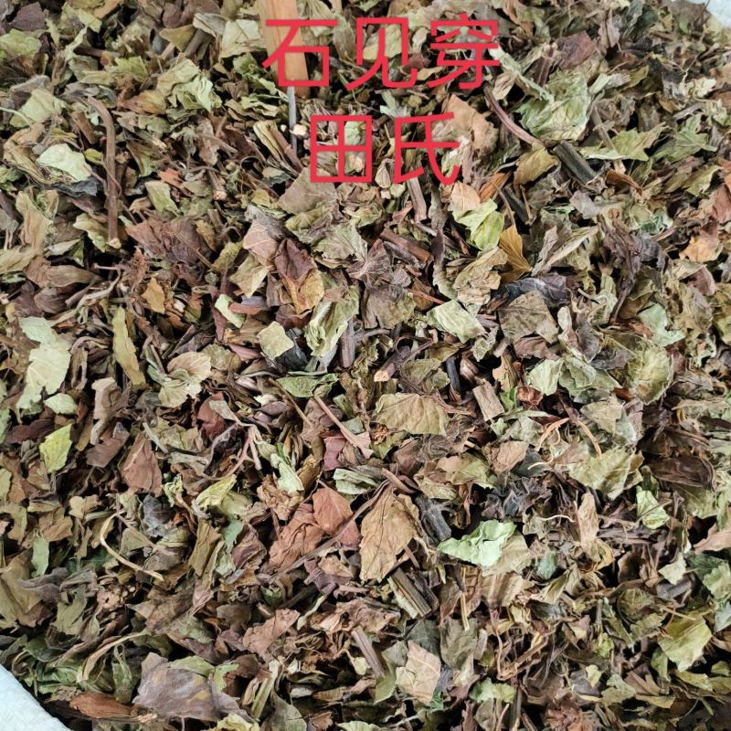 野生石见穿中药材店铺紫参石打穿月下红新鲜干货正品草药