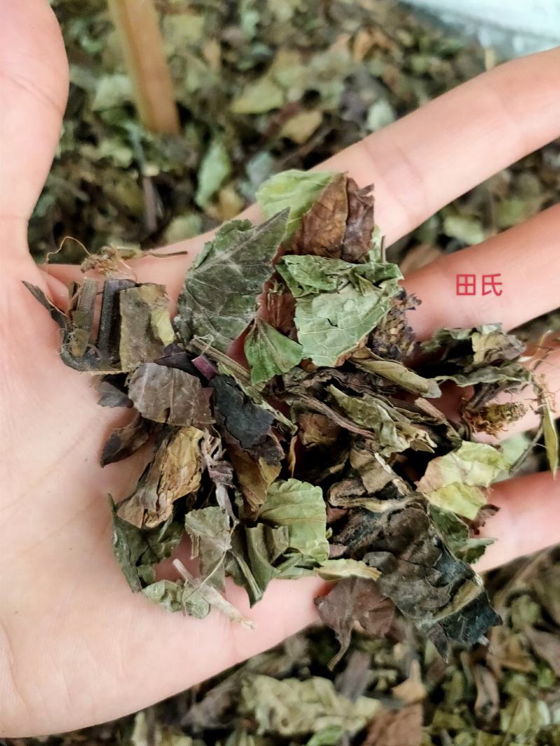 野生石见穿中药材店铺紫参石打穿月下红新鲜干货正品草药