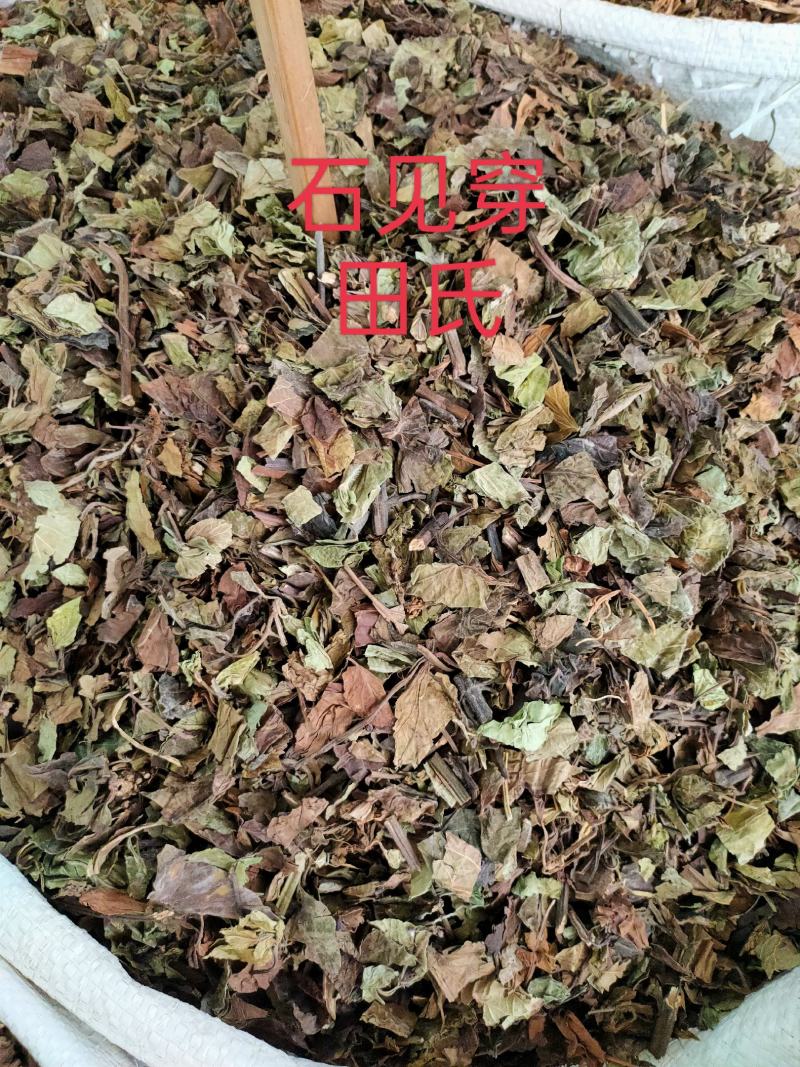 野生石见穿中药材店铺紫参石打穿月下红新鲜干货正品草药