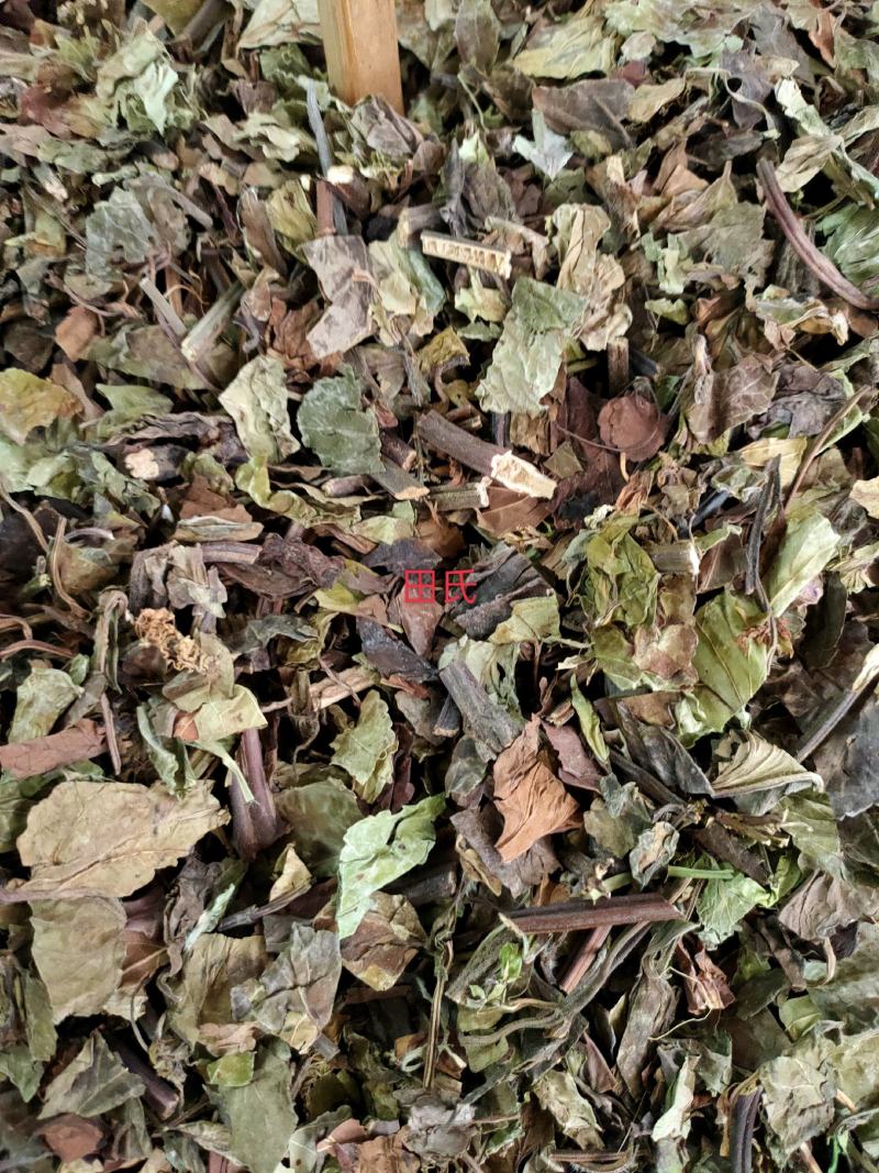 野生石见穿中药材店铺紫参石打穿月下红新鲜干货正品草药