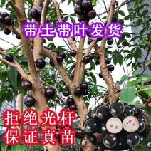 嘉宝果树苗树葡萄苗正宗树葡萄四季早生嘉宝果南北方可种植结