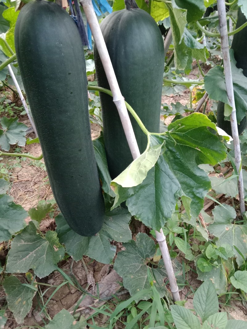 黑皮冬瓜