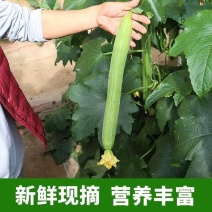 鲜花丝瓜苗中绿丝瓜苗香丝瓜苗无棱丝瓜苗青丝瓜种苗
