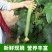 鲜花丝瓜苗中绿丝瓜苗香丝瓜苗无棱丝瓜苗青丝瓜种苗